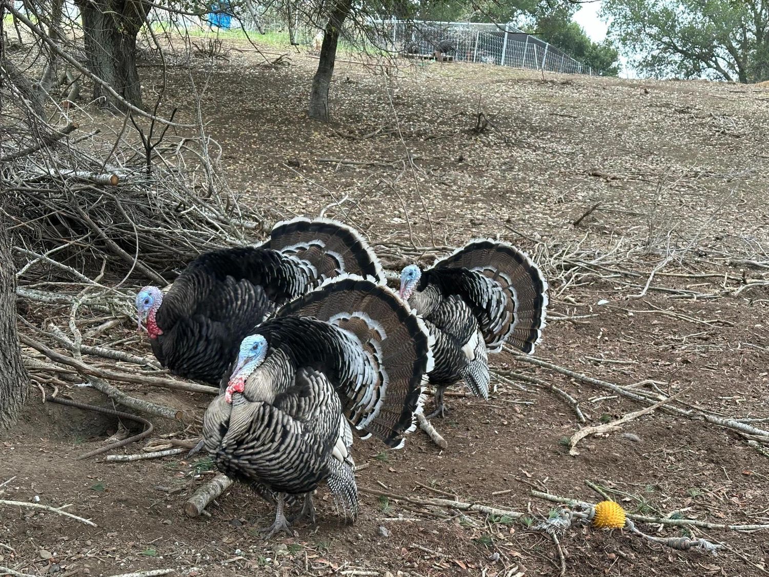 孔雀山莊動物 - 20元