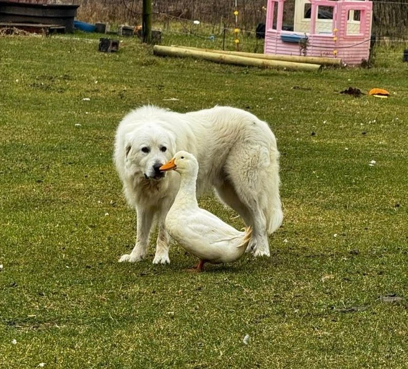 孔雀山莊動物 - 300元