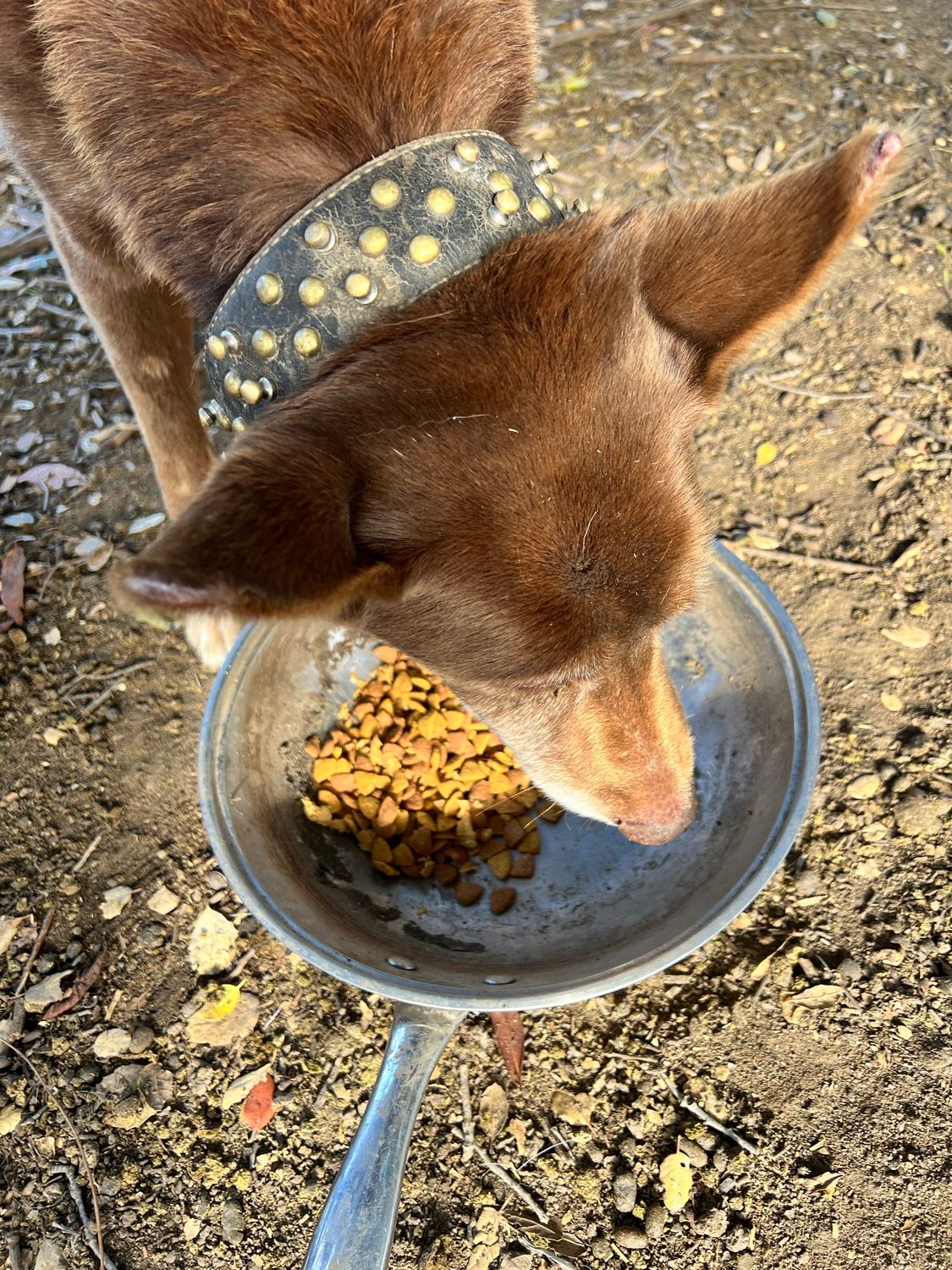 孔雀山莊動物 - 50元