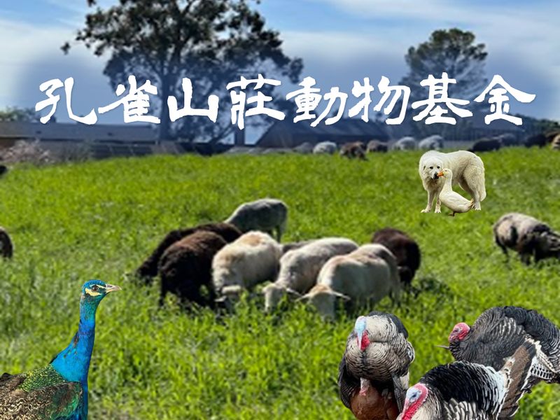 孔雀山莊動物基金