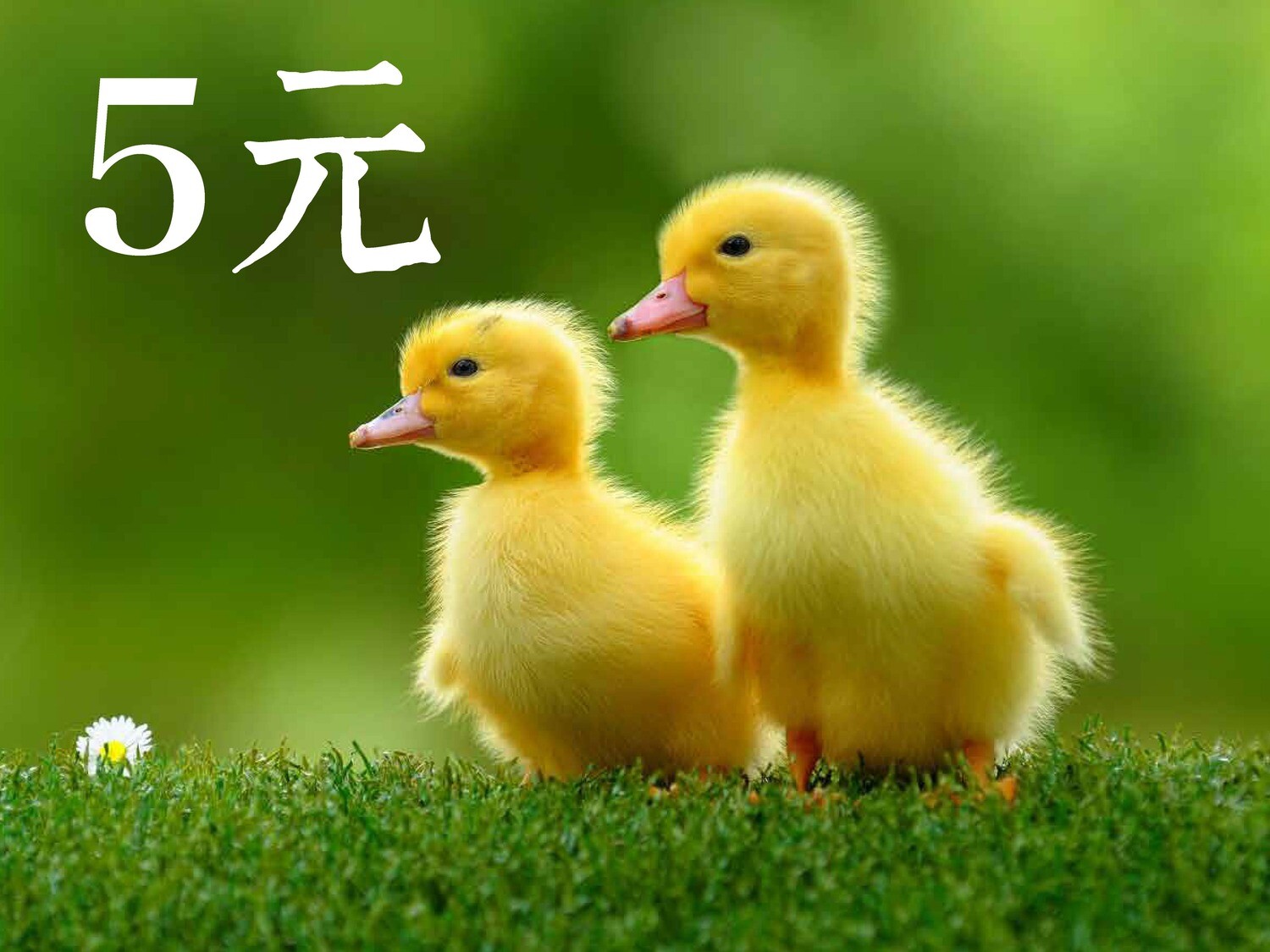 放生護生5