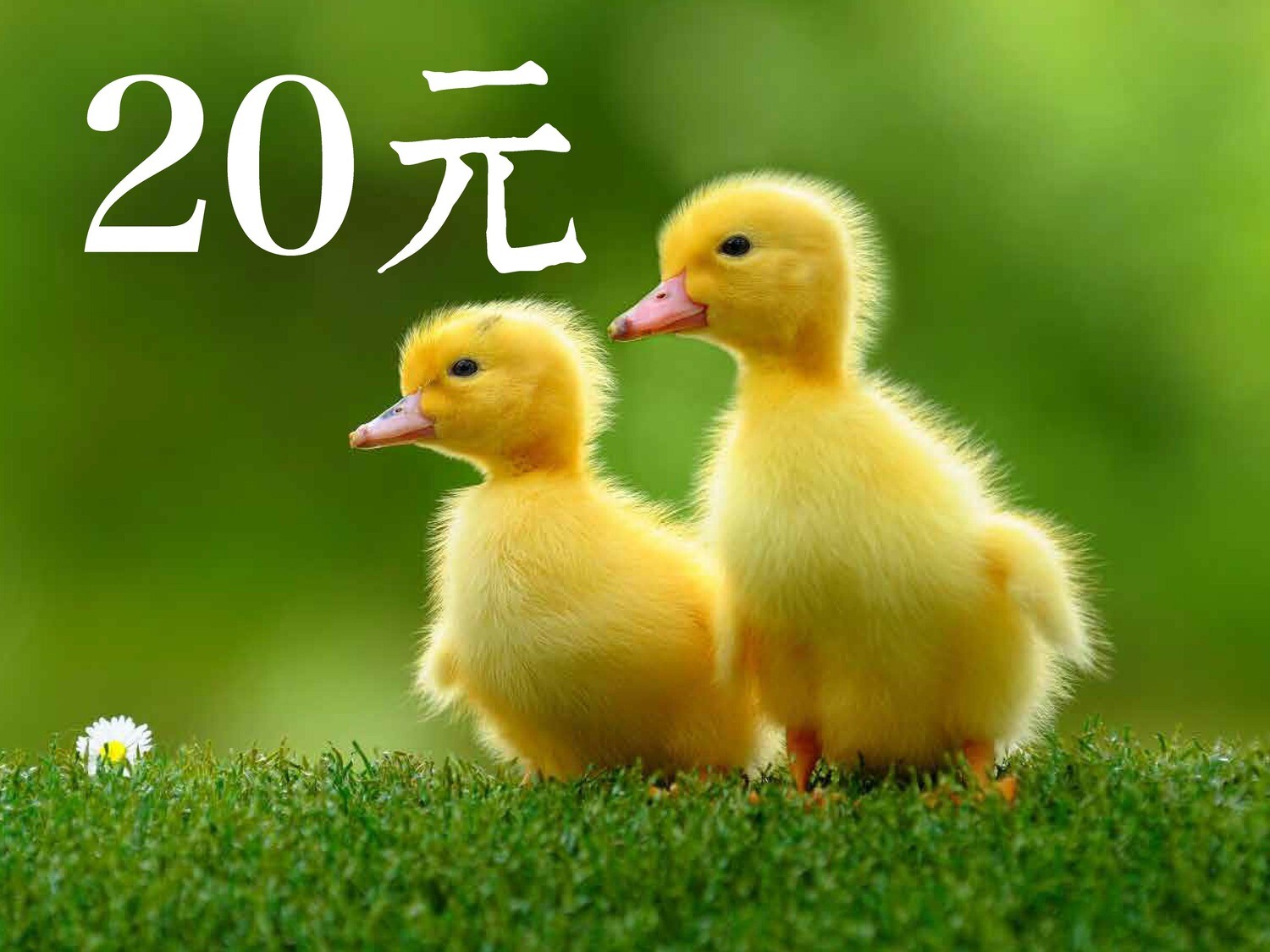 放生護生20