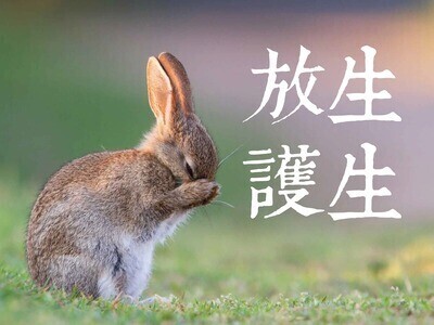 放生護生500