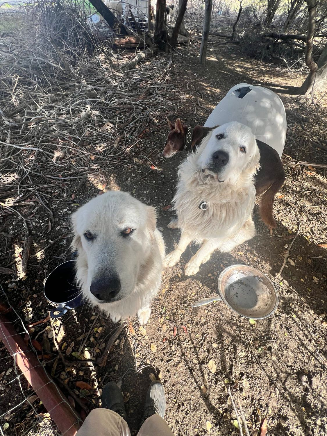 孔雀山莊動物 - 100元