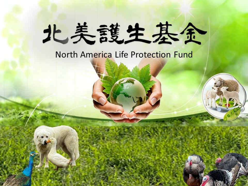 北美護生基金 自填金額 Any donation amount is welcome