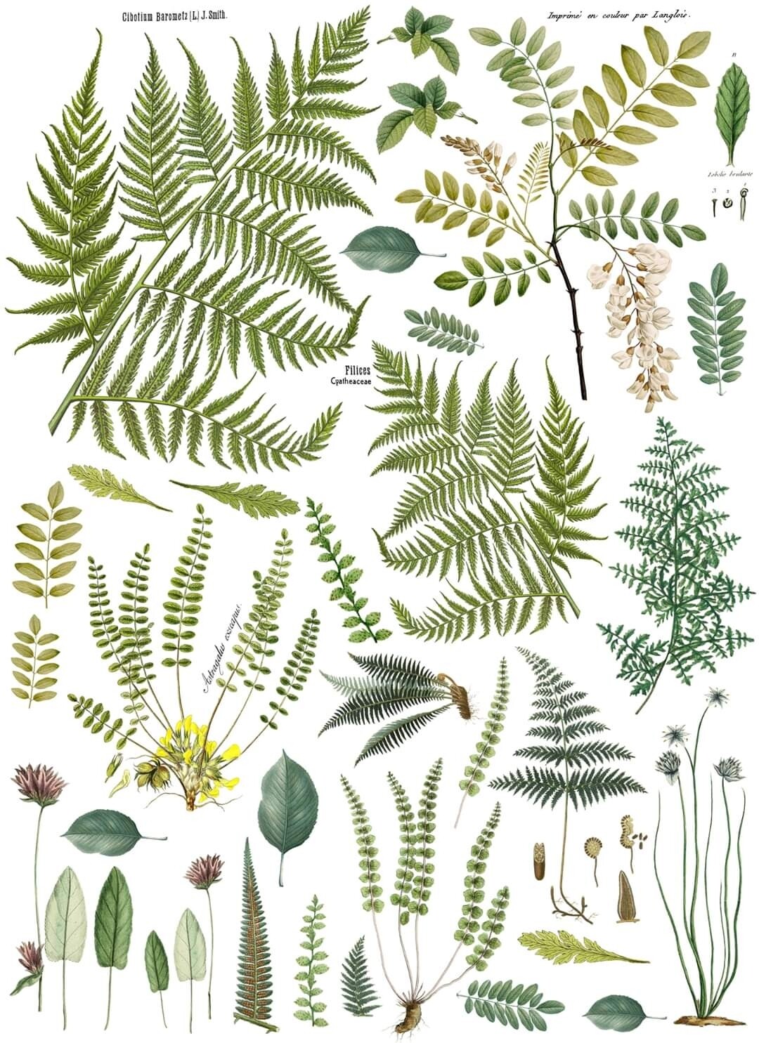 IOD Fronds Botanical Transfer - Four 12" x 16" Sheets