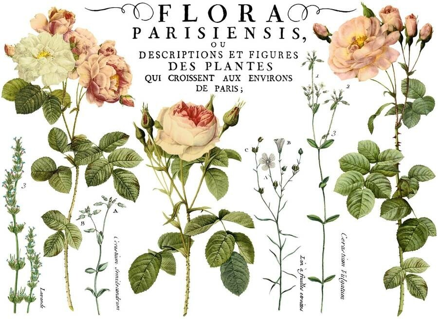 Flora Parisiensis 24Ã33 Decor Transfer