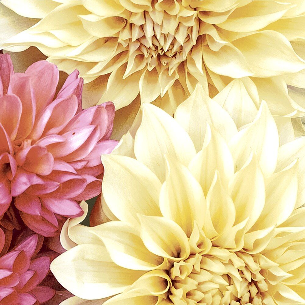 PAPER+DESIGN Luncheon Napkins 33cm - Soft Dahlias (Pack of 20)