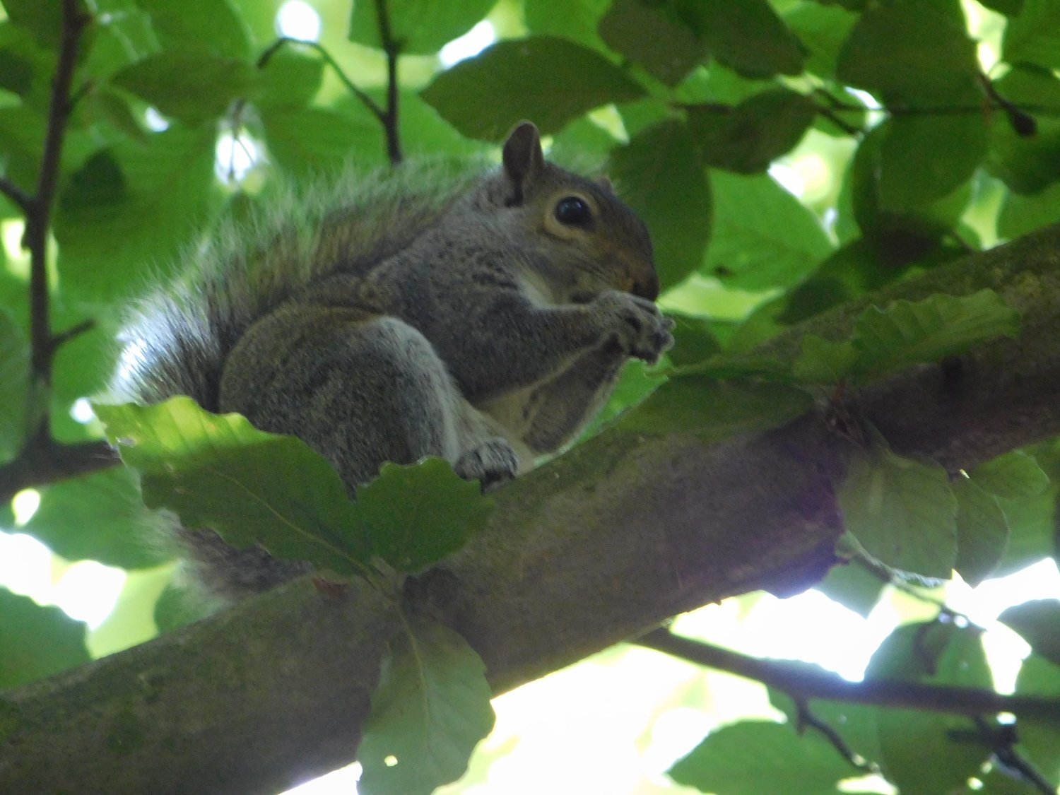 squirrel eating nut on canvas (16x16&quot;)