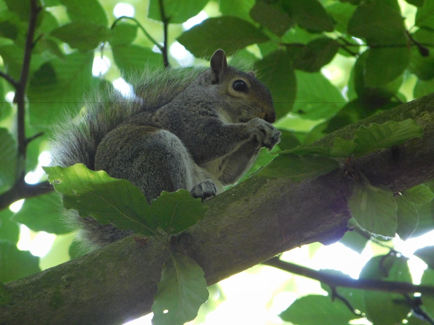 squirrel eating nut (print) (12x8&quot;)