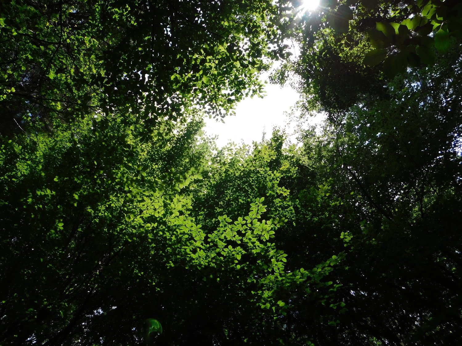 sun rays shining on forest (print) (12x8&quot;)