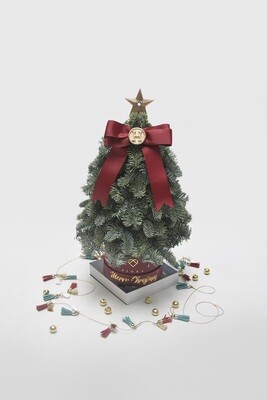 Fresh Mini Pine Tree (Plain) Fresh Mini Pine Tree (Plain)