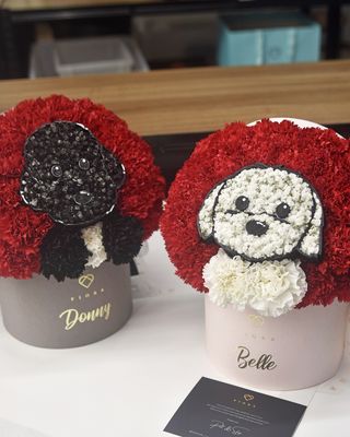Custom Dog Surprise