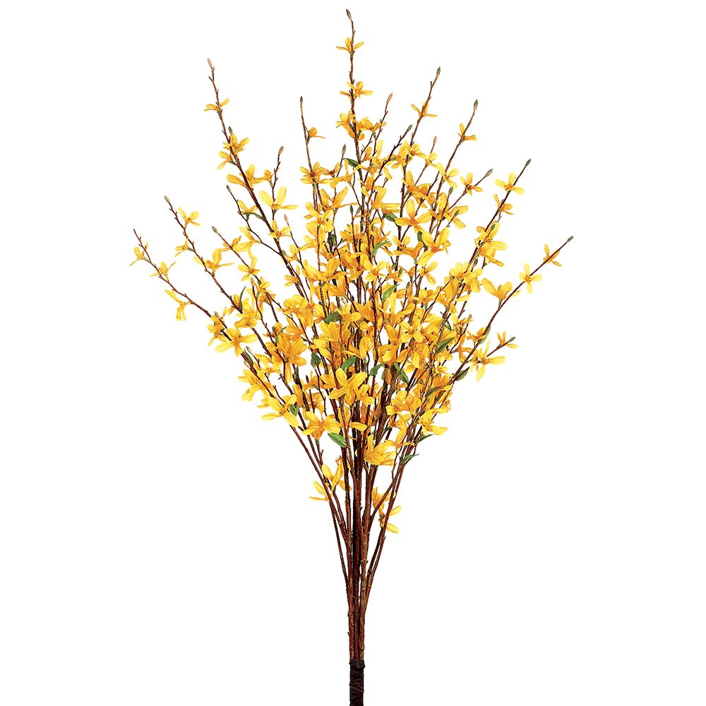 34" FORSYTHIA BUSH X5 YE