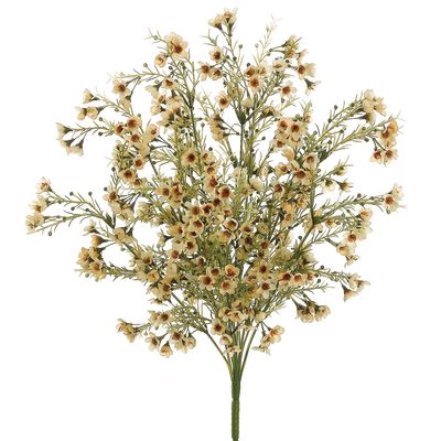 19"WAXFLOWER BUSH X12 YE/SO