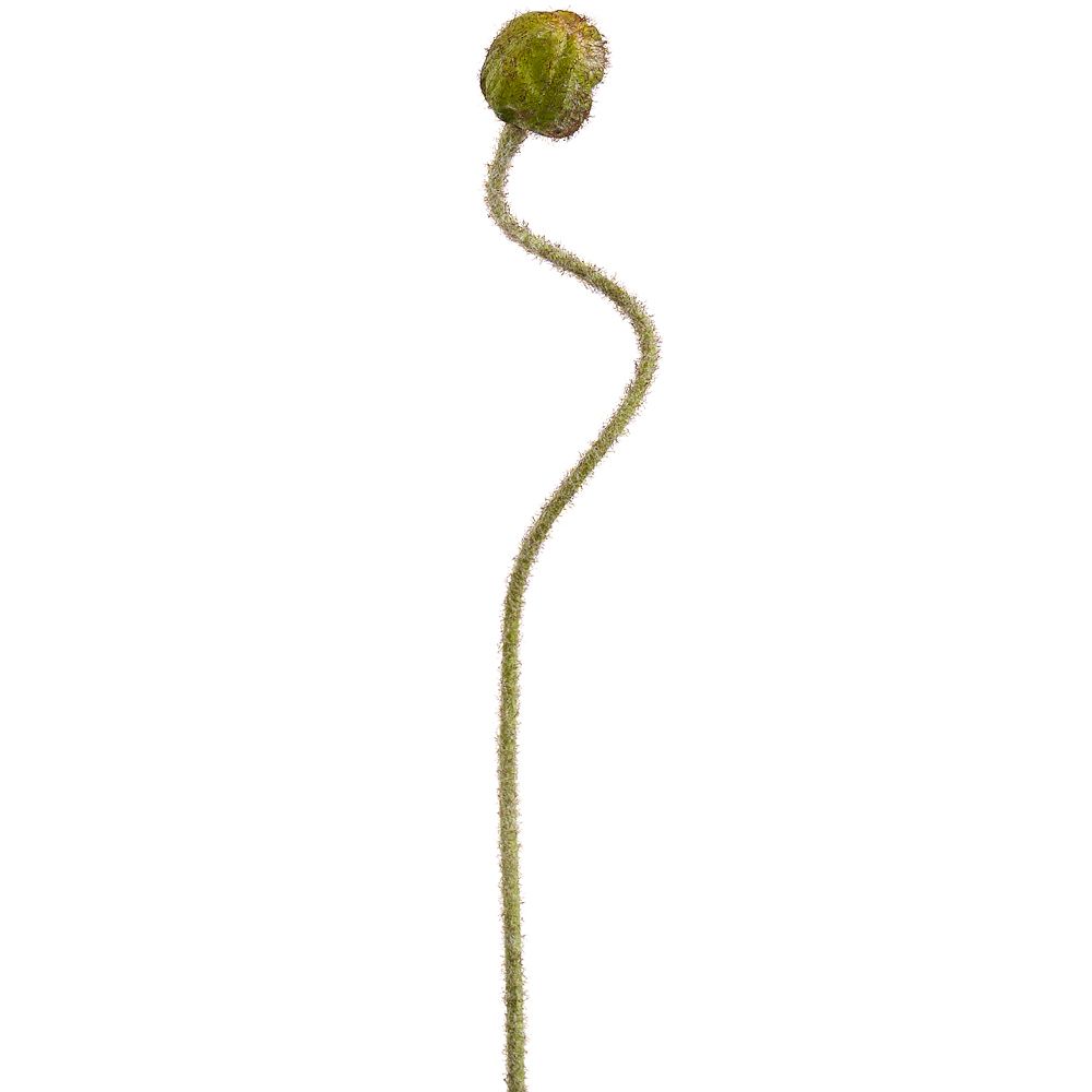27"POPPY BUD SPRAY GR