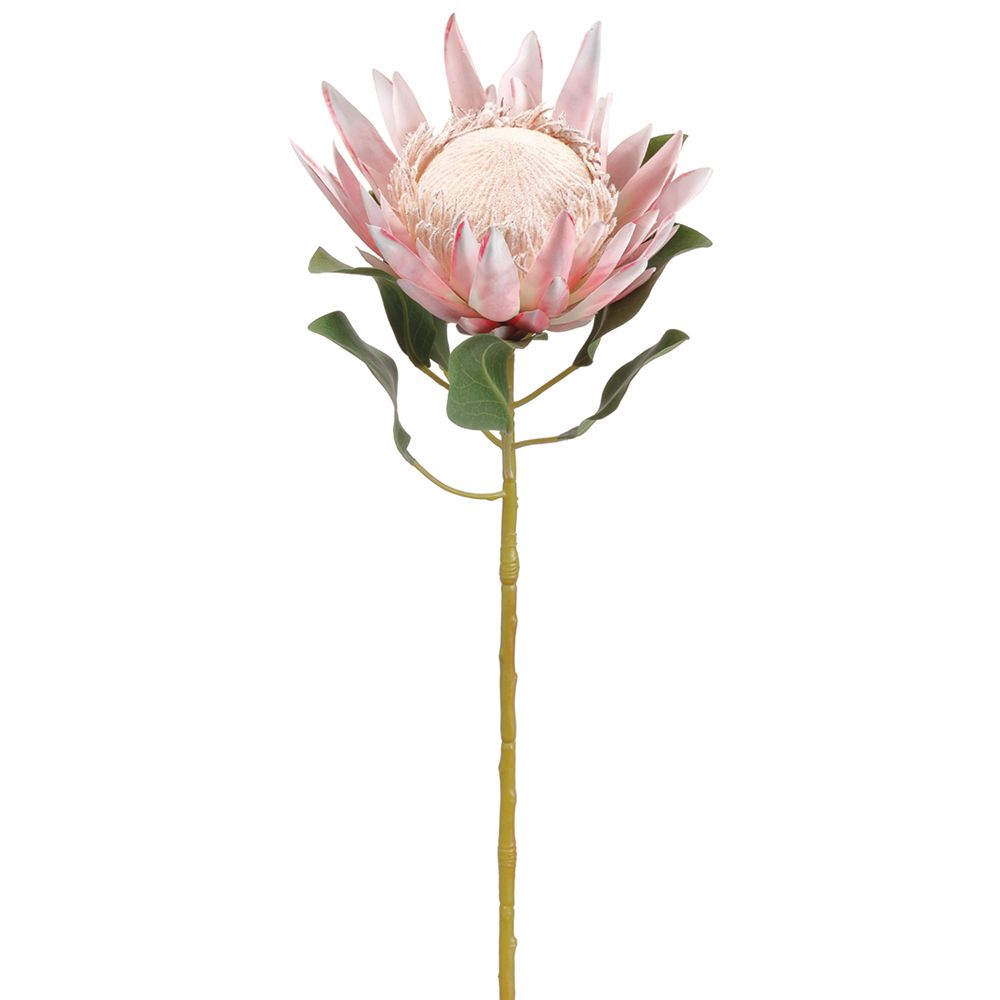 29"PROTEA SPRAY PK