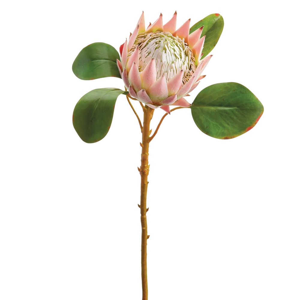 26"QUEEN PROTEA SPRAY PK/GR