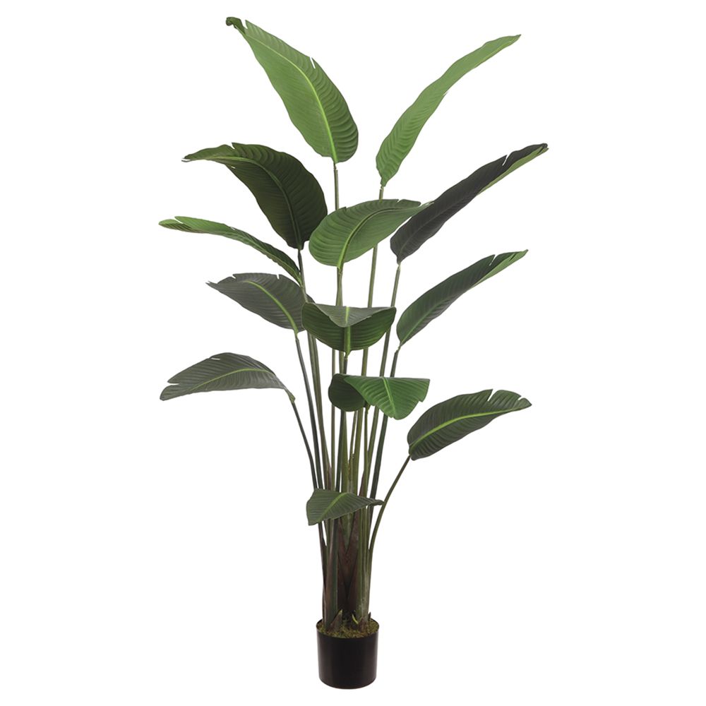 75"BIRD OF PARADISE PLANT(P)