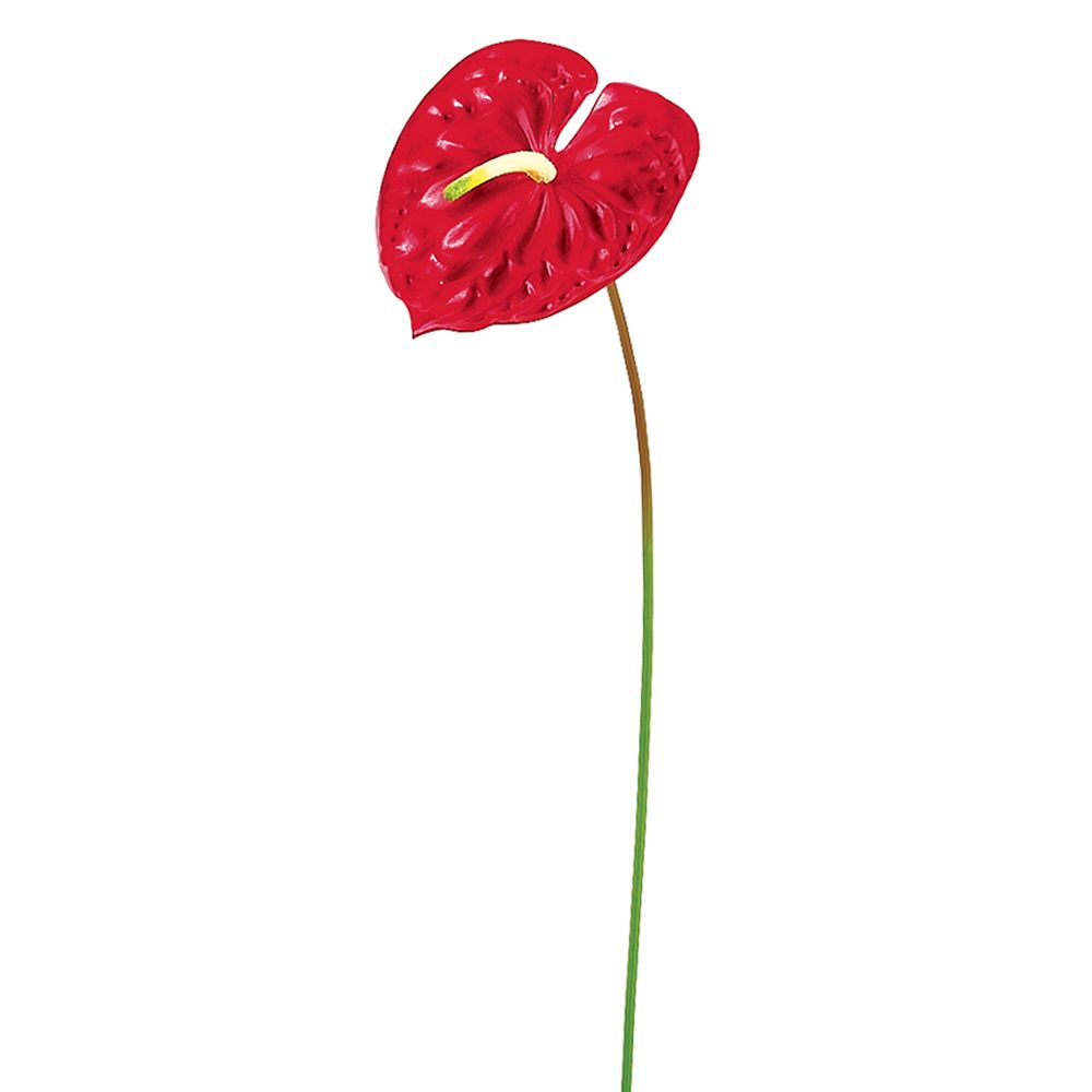 24"ANTHURIUM SPRAY RE