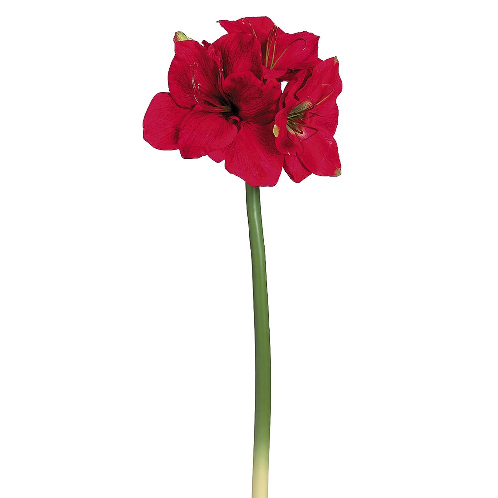 29"AMARYLLIS SPRAY RE