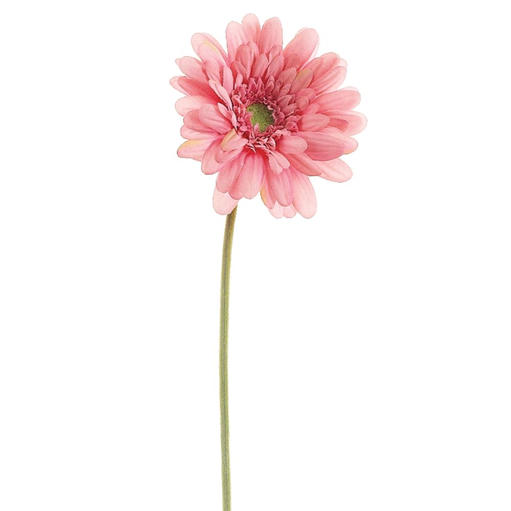 21.5"MD GERBERA DAISY SP.PK
