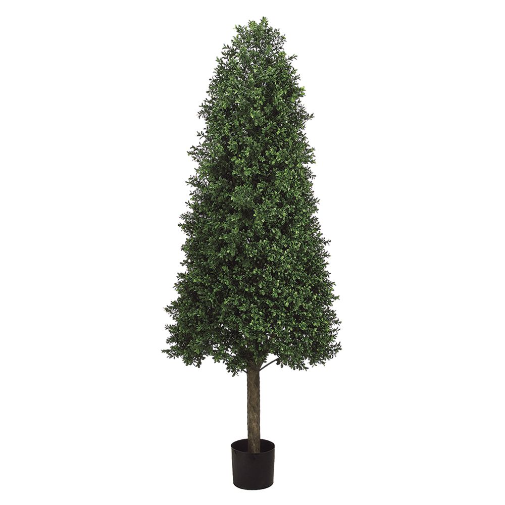 5.5'CON/SHP BOXWOOD TOPIARY(P)