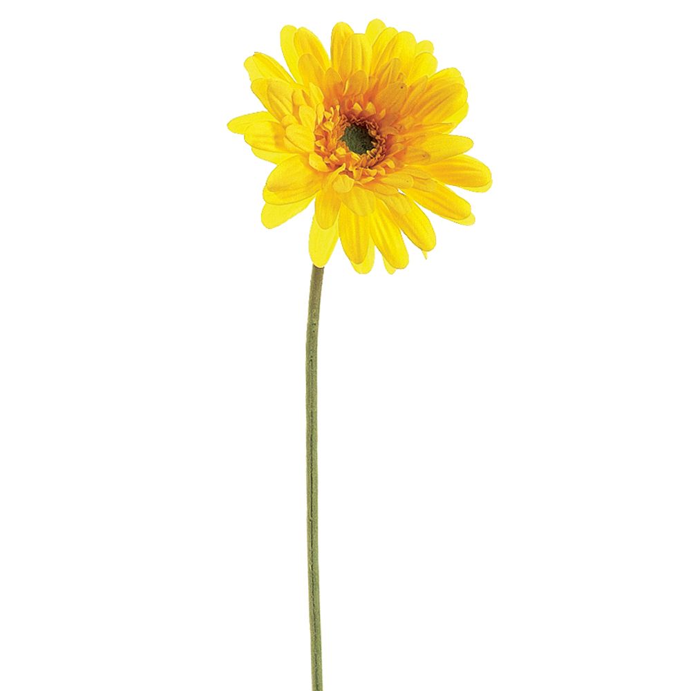 21.5"MD GERBERA DAISY SP.YE