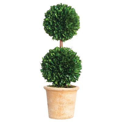 16.5"PRE.BOXWD DBL BALL TOP(P)