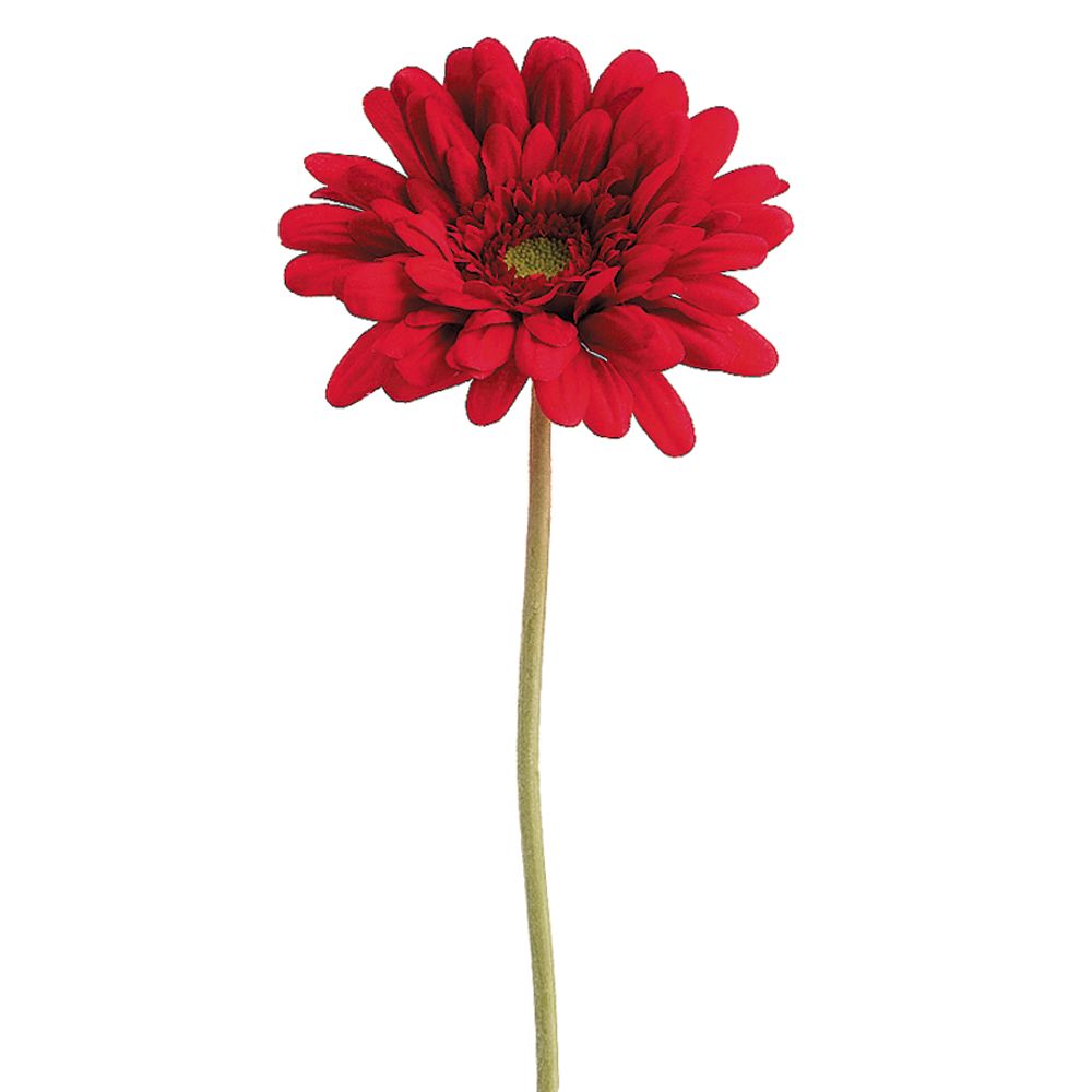 21.5"MD GERBERA DAISY SP.RE