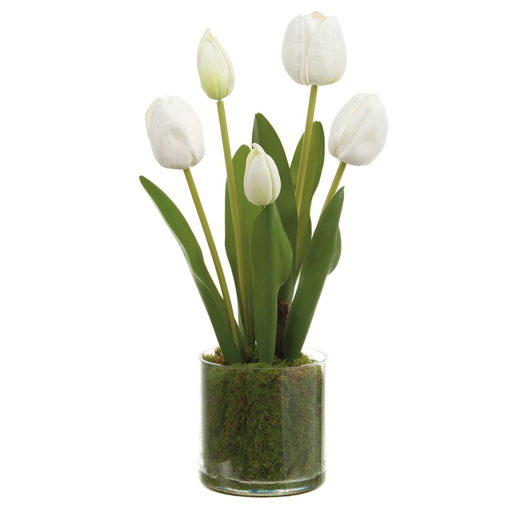15"TULIP IN PLASTIC POT WH