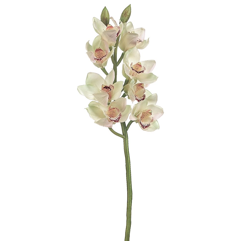 28.5"CYMBIDIUM ORCHID SP.CR/BU