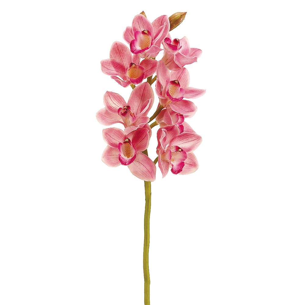 28.5"CYMBIDIUM ORCHID SP.RB
