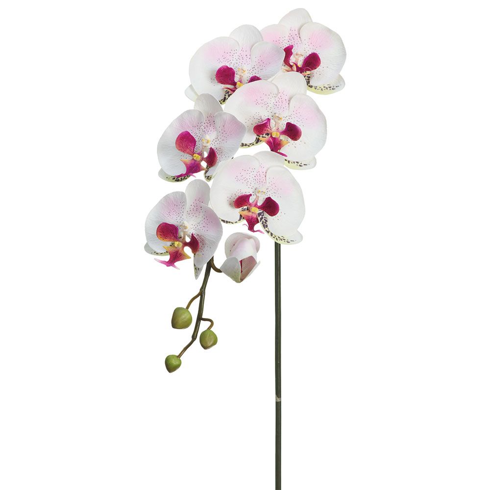 36"LG PHALAENOPSIS SP.6F3B