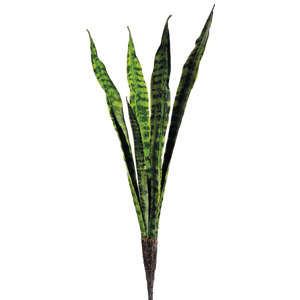28"MOTHER-IN-LAW TONGUE PLANT