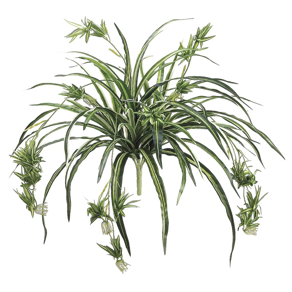 34"SPIDER PLANT X80 GR/WH