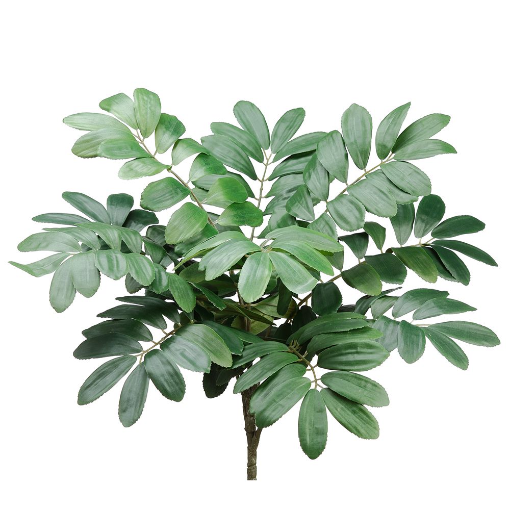 22"ZAMIA FURFURACEA BUSH X10