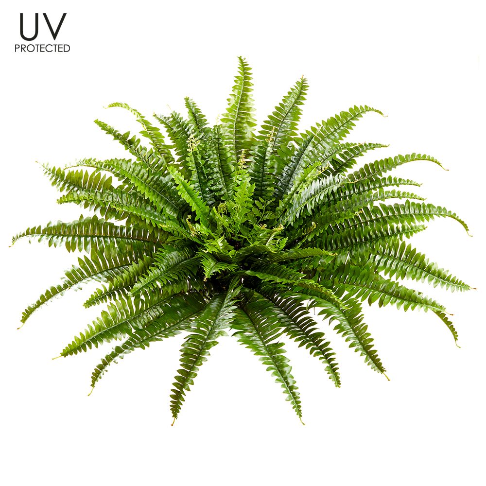 26"UV PRO.BOSTON FERN BUSH X67