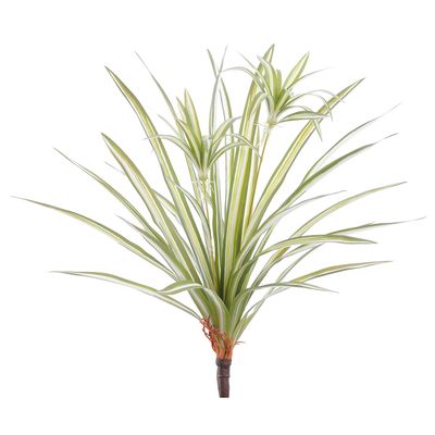 17.72"SPIDER PLANT BUSH GR/WH