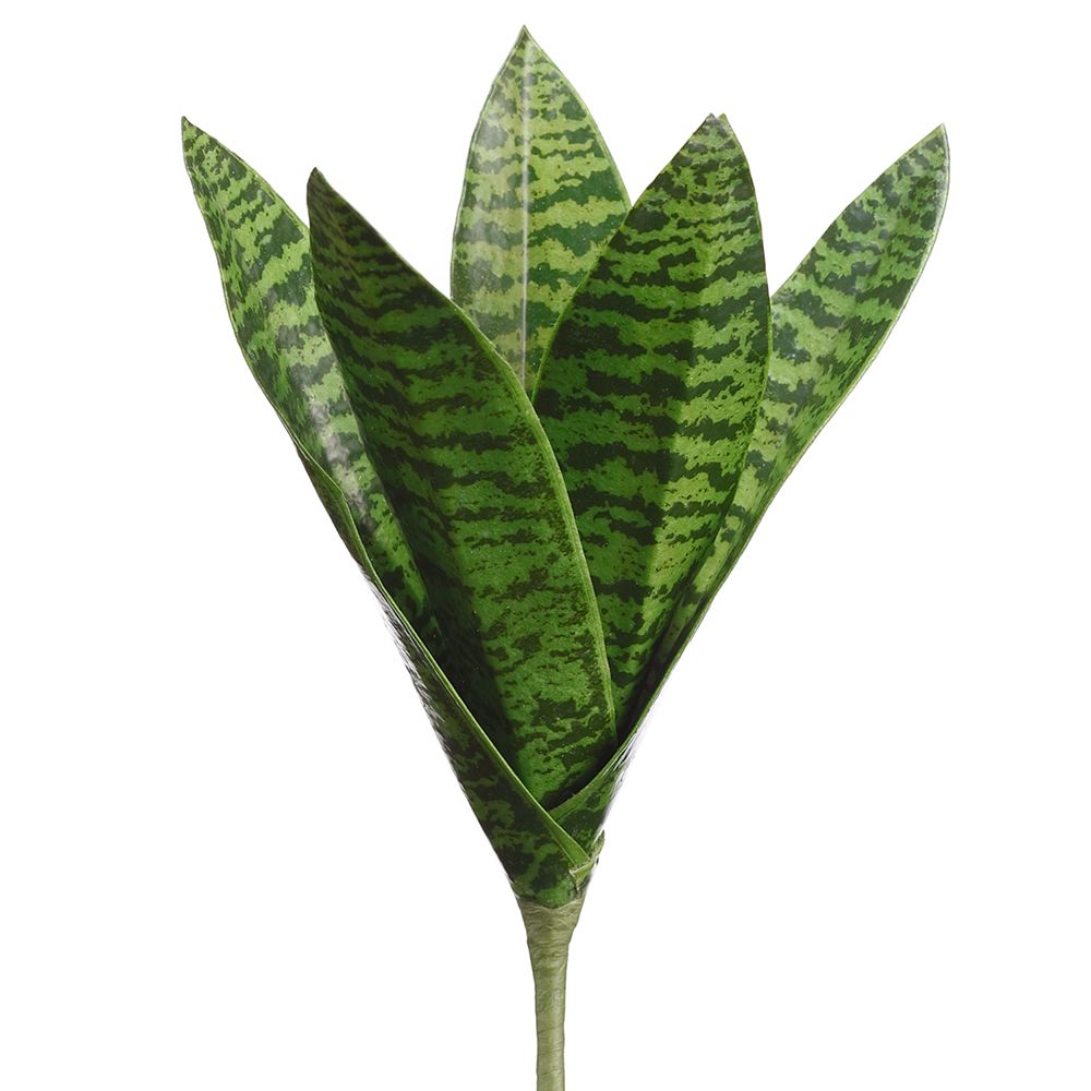 10"SANSEVIERIA PLANT GR