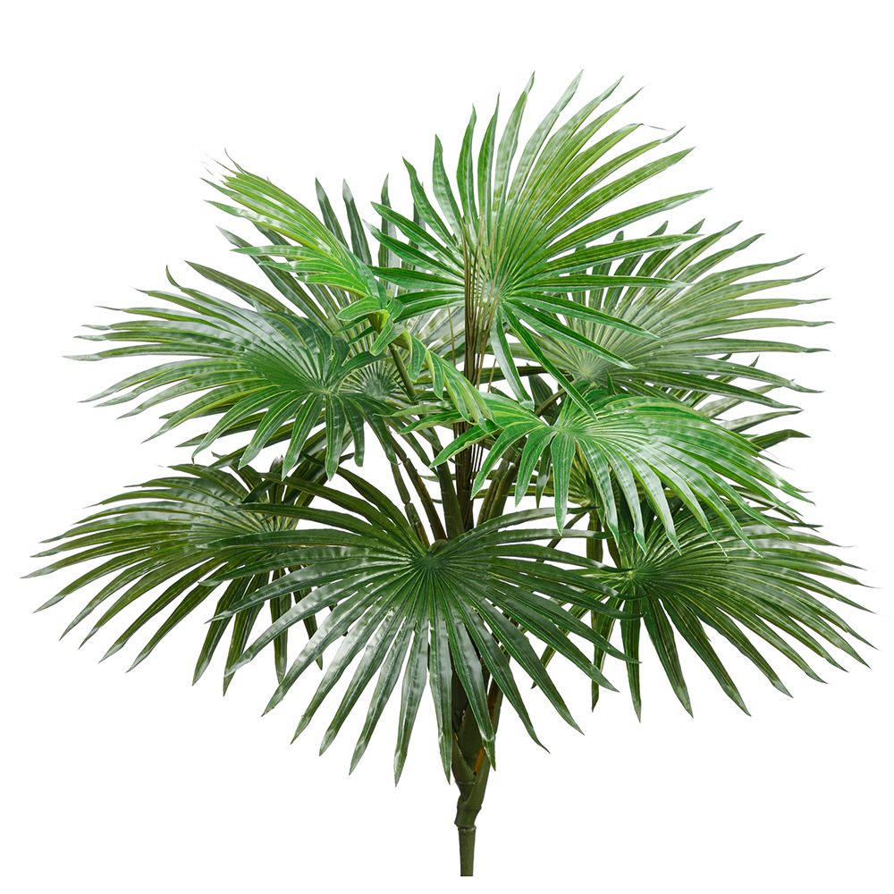 19"R/T FOUNTAIN PALM BUSH 10L