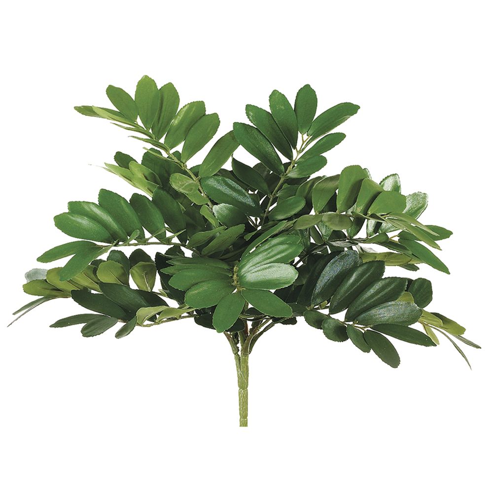 14"ZAMIA BUSH X13 GR