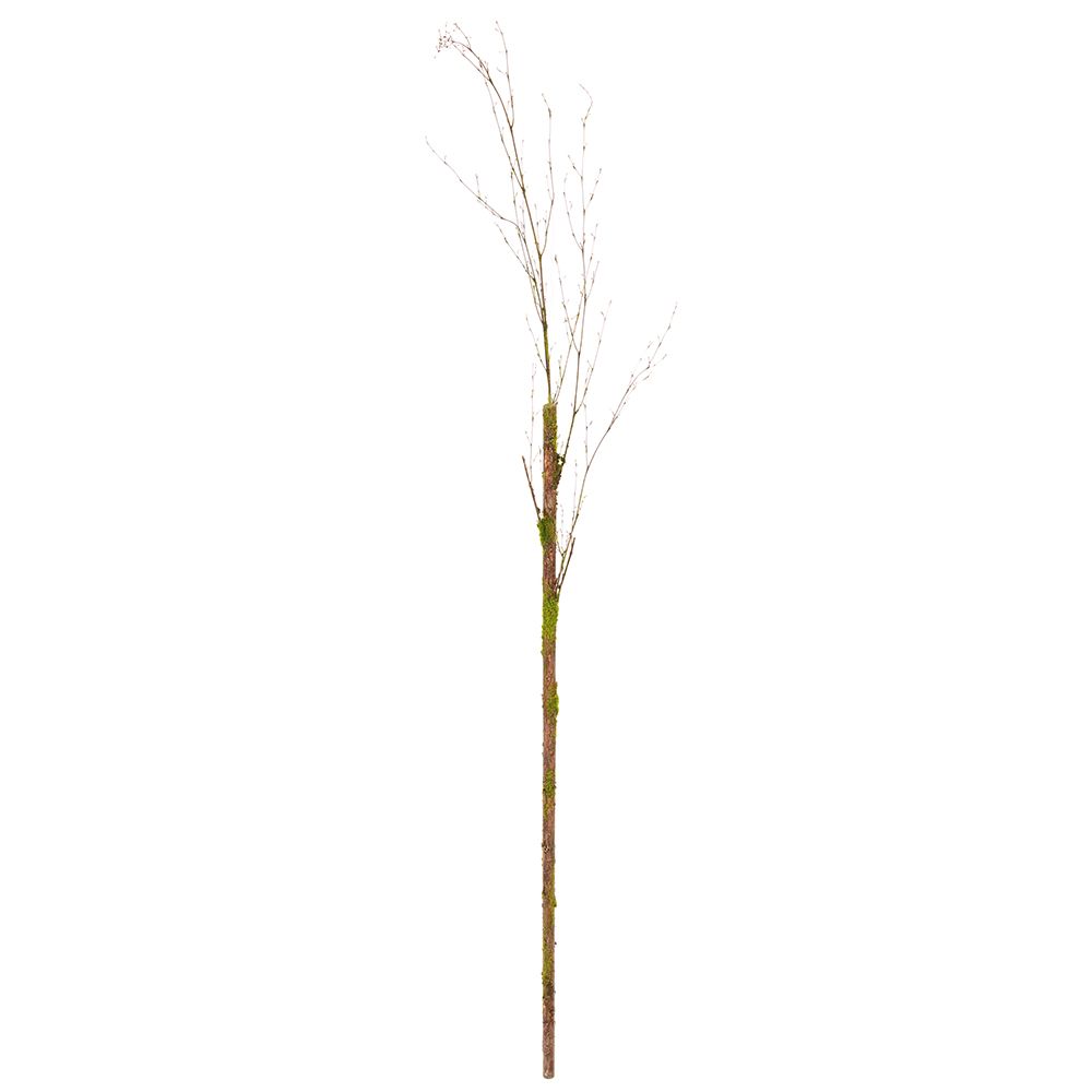 87"MOSS BRANCH GR