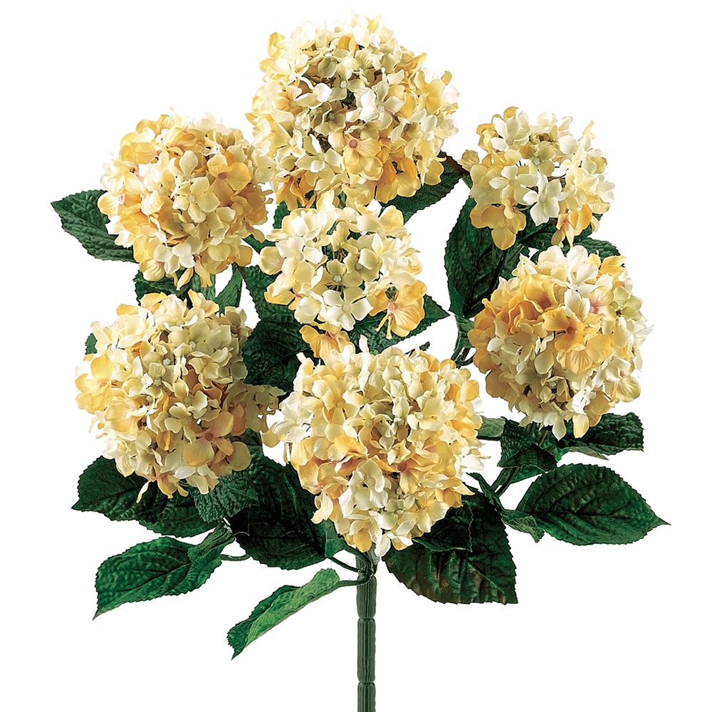 20"HYDRANGEA BUSH CR/BE