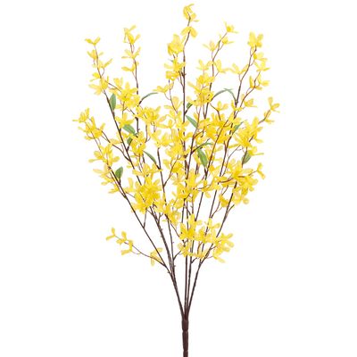 25"FORSYTHIA BUSH X5 YE