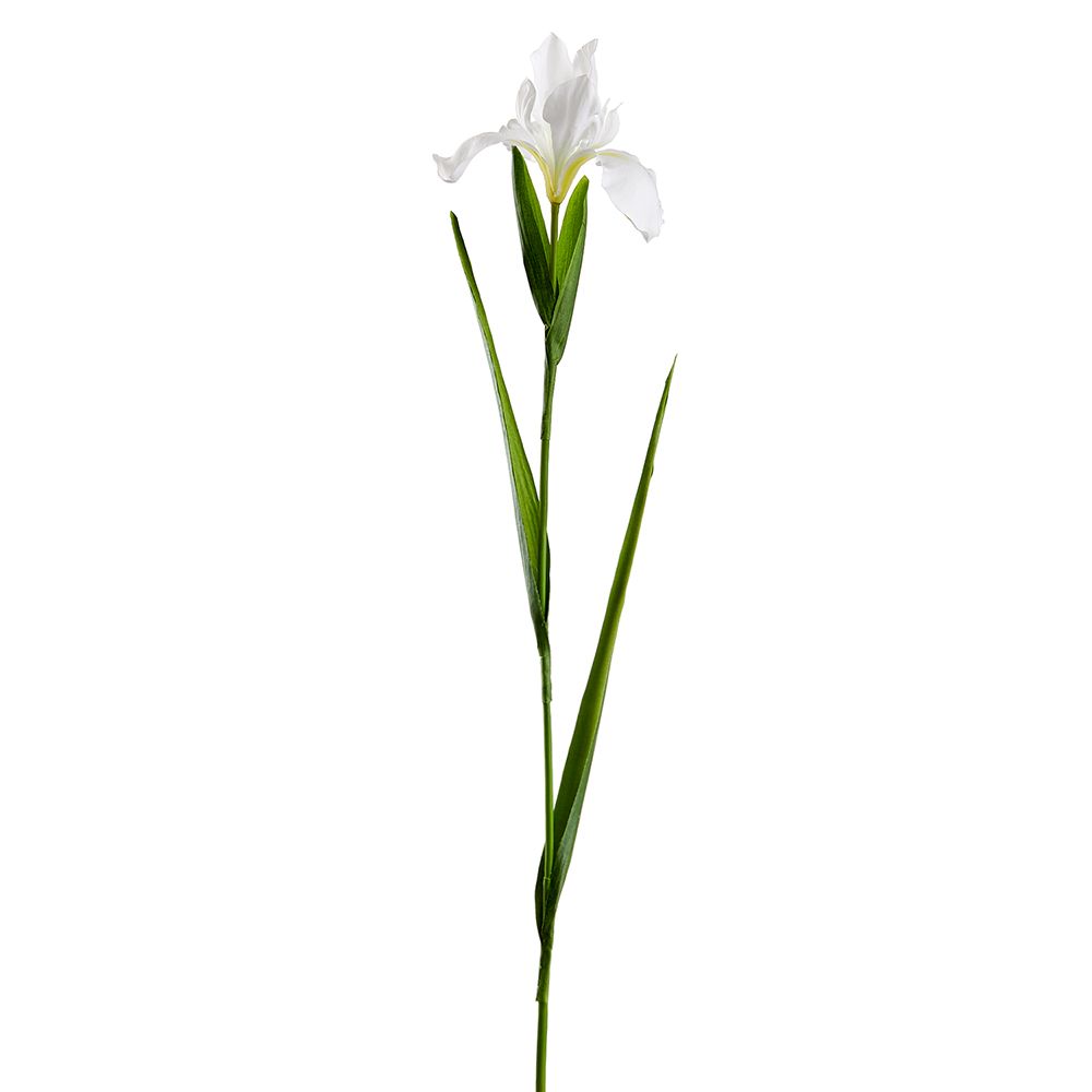 30"IRIS SPRAY WH