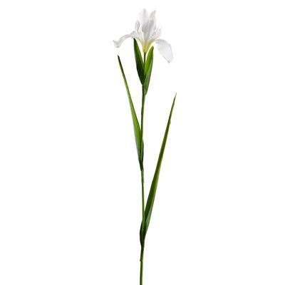 30"IRIS SPRAY WH