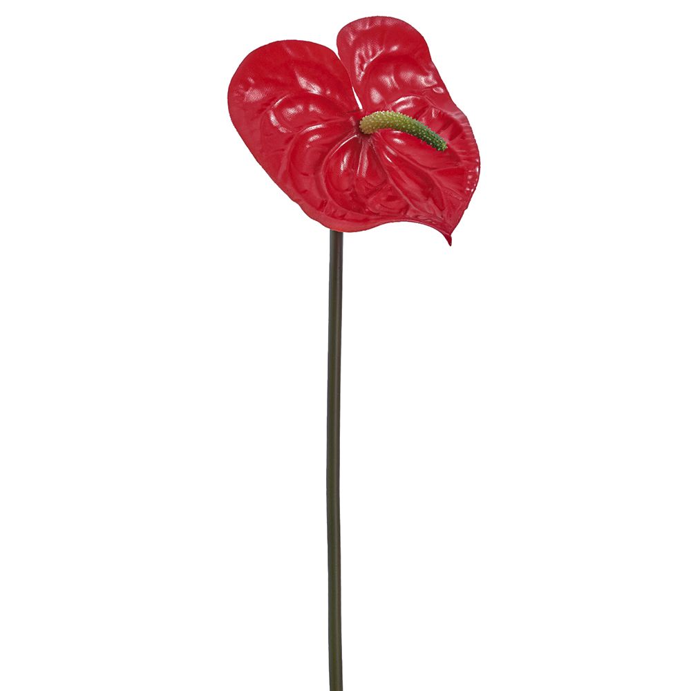 6"ANTHURIUM SPRAY RE/TT