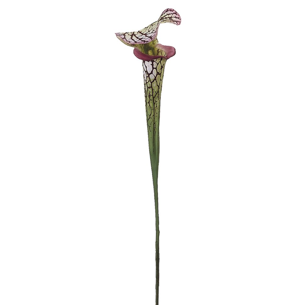28"PITCHER PLANT SPRAY GR/BU