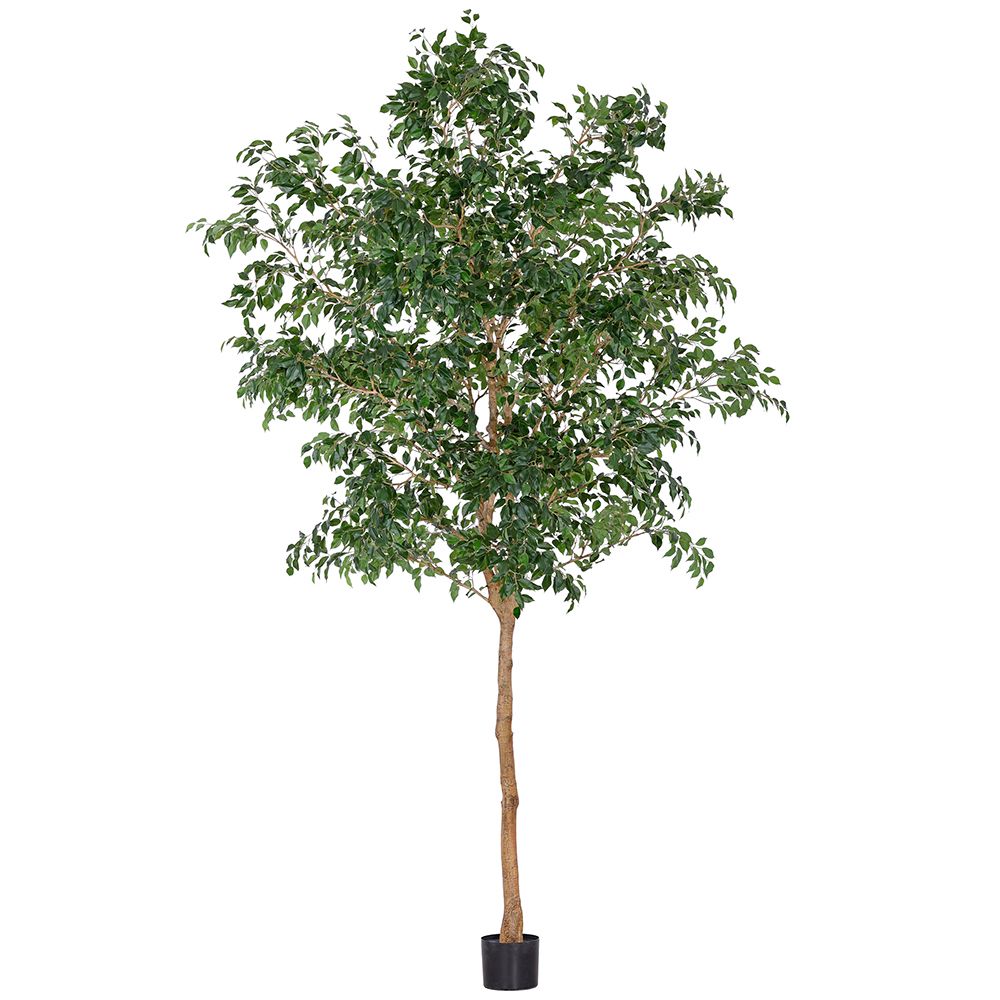 12'FICUS BENJ.TREE W/ST(P)(KD)